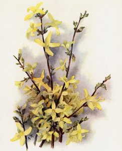 Forsythia Suspensa door Gertrude Hamilton