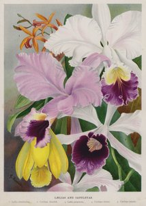 Laelia