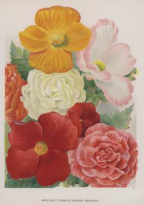 Zaailingen Knolbegonia