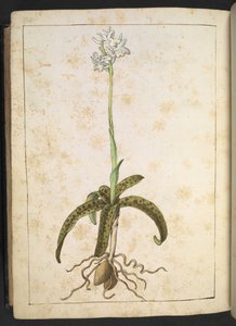 Een plant met witte bloemblaadjes, uit "Schilderijen van Flora van de Romeinse Staten" door Gherardo Cibo door Gherardo Cibo