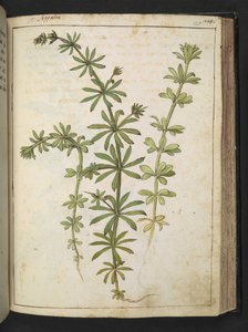 Een plant met groene bladeren, uit 