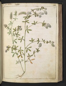Een plant met witte bloemen, uit "Schilderijen van Flora van de Romeinse Staten" door Gherardo Cibo, Add MS 22333, f117r, c.1564-84