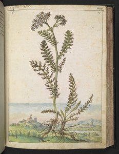 Achillea millefolium: Een hoge varenachtige plant met witte bloemen, uit 