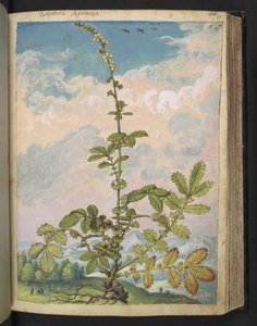 Agrimonia eupatoria, uit "Schilderijen van Flora van de Romeinse Staten" door Gherardo Cibo, Add MS 22333, f087r, c.1564-84 door Gherardo Cibo