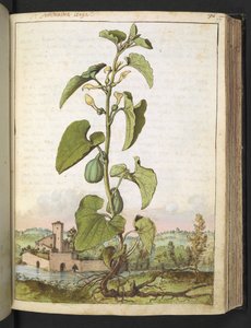 Aristolochia clematitis, uit "Schilderijen van Flora van de Romeinse Staten" door Gherardo Cibo, Add MS 22333, f077r, c.1564-84 door Gherardo Cibo