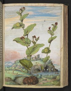 Aristolochia rotunda: Een vrucht dragende plant, uit "Schilderijen van Flora van de Romeinse Staten" door Gherardo Cibo