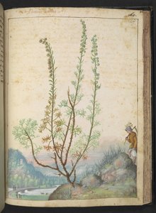 Artemisia abrotanum (citroenkruid), uit 