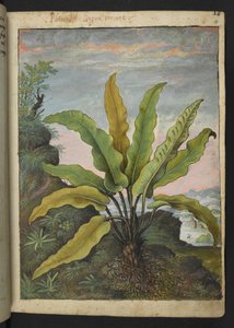 Asplenium scolopendrium, uit "Schilderijen van Flora van de Romeinse Staten" door Gherardo Cibo