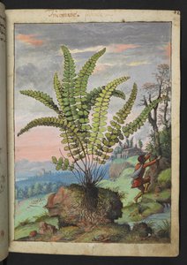 Asplenium trichomanes, uit 