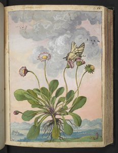 Bellis perennis, uit "Schilderijen van Flora van de Romeinse Staten" door Gherardo Cibo, Add MS 22333, f067r, c.1564-84