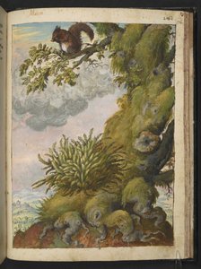 Bryophyte (mos) en een eekhoorn zittend op de tak van een boom, uit 