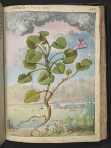 Calystegia soldanella, uit "Schilderijen van Flora van de Romeinse Staten" door Gherardo Cibo door Gherardo Cibo