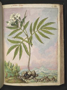 Cardamine heptaphylla, uit "Schilderijen van Flora van de Romeinse Staten" door Gherardo Cibo