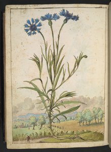 Centaurea cyanus: Een bloem met blauwe bloemblaadjes, uit "Schilderijen van Flora van de Romeinse Staten" door Gherardo Cibo