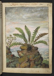Ceterach officinarum, uit 