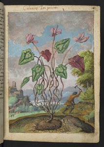 Cyclamen hederifolium, uit "Schilderijen van Flora van de Romeinse Staten" door Gherardo Cibo