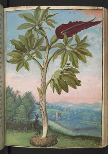 Dracunculus vulgaris, uit "Schilderijen van Flora van de Romeinse Staten" door Gherardo Cibo door Gherardo Cibo