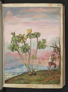 Eranthis hyemalis, uit "Schilderijen van Flora van de Romeinse Staten" door Gherardo Cibo, Add MS 22333, f038r, c.1564-84