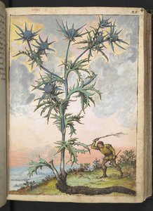 Eryngium maritimum, uit "Schilderijen van Flora van de Romeinse Staten" door Gherardo Cibo
