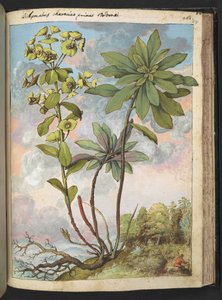 Euphorbia amygdaloises of Euphorbia characias, uit "Schilderijen van Flora van de Romeinse Staten" door Gherardo Cibo, Add MS 22333, f154r, c.1564-84 door Gherardo Cibo