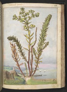 Euphorbia paralias, uit 