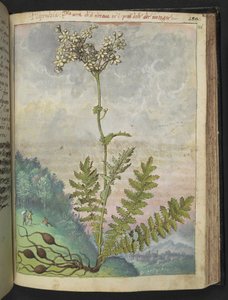 Filipendula vulgari, uit "Schilderijen van Flora van de Romeinse Staten" door Gherardo Cibo