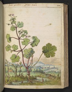 Geranium rotundifolium: Een plant met roze bloemen, uit "Schilderijen van Flora van de Romeinse Staten" door Gherardo Cibo