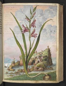 Gladiolus Italicus, uit "Schilderijen van Flora van de Romeinse Staten" door Gherardo Cibo door Gherardo Cibo