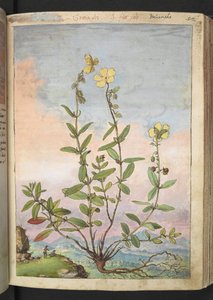 Helianthemum nummularium, uit "Schilderijen van Flora van de Romeinse Staten" door Gherardo Cibo, Add MS 22333, f055r, c.1564-84 door Gherardo Cibo