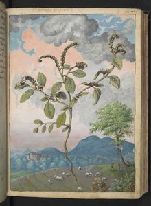 Heliotropium europeanum, uit "Schilderijen van Flora van de Romeinse Staten" door Gherardo Cibo, Add MS 22333, f044r, c.1564-84 door Gherardo Cibo