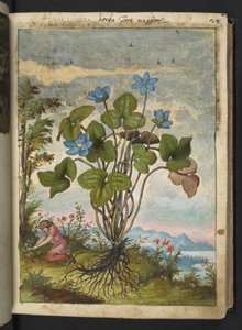Hepatica nobilis: een plant met blauwe bloemblaadjes en een persoon die graaft of stekken neemt, uit "Schilderijen van Flora van de Romeinse Staten" door Gherardo Cibo