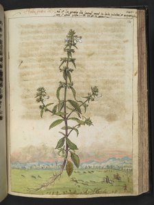 Herba gratia dei (Hedge-Hyssop), uit 