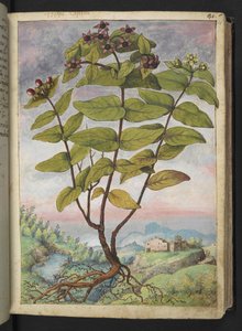 Hypericum hircinum, uit "Schilderijen van Flora van de Romeinse Staten" door Gherardo Cibo door Gherardo Cibo