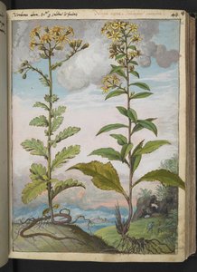 Jacobaeae vulgaris et Senecio ovatu, uit "Schilderijen van Flora van de Romeinse Staten" door Gherardo Cibo door Gherardo Cibo