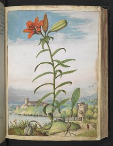 Lilium bulbiferum: Een plant met rode bloemblaadjes, uit 