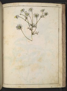 Matricaria chamomilla (Kamille), uit "Schilderijen van Flora van de Romeinse Staten" door Gherardo Cibo door Gherardo Cibo