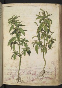 Mercurialis annua, uit "Schilderijen van Flora van de Romeinse Staten" door Gherardo Cibo, Add MS 22333, f056r, c.1564-84 door Gherardo Cibo