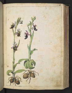 Orchis: Een plant met witte en roze bloemen, uit "Schilderijen van Flora van de Romeinse Staten" door Gherardo Cibo door Gherardo Cibo