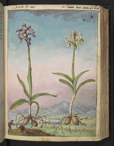 Orchis pallens: Twee bloeiende planten, uit 