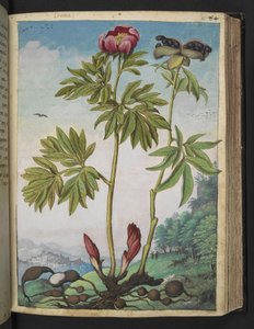 Paeonia officinalis, uit "Schilderijen van Flora van de Romeinse Staten" door Gherardo Cibo door Gherardo Cibo
