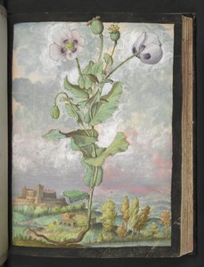 Papaver somniferum: Een plant met witte bloemblaadjes, uit "Schilderijen van Flora van de Romeinse Staten" door Gherardo Cibo