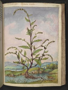 Persicaria hydropiper, uit "Schilderijen van Flora van de Romeinse Staten" door Gherardo Cibo, Add MS 22333, f152r, c.1564-84 door Gherardo Cibo