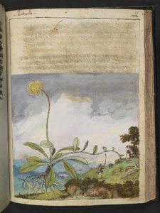 Pilosella officinarum, uit "Schilderijen van Flora van de Romeinse Staten" door Gherardo Cibo door Gherardo Cibo