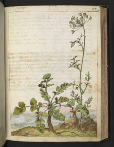 Pimpinella saxifraga, uit 