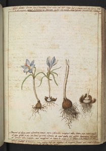 Planten tussen blauwe bloemen, uit "Schilderijen van Flora van de Romeinse Staten" door Gherardo Cibo