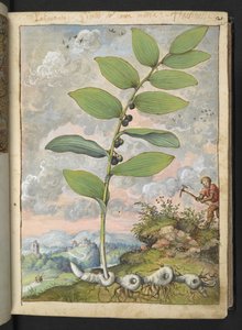Polygonatum odoratum: Een plant. Een man met een pikhouweel, uit 