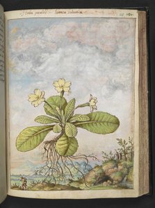 Primula vulgaris, uit "Schilderijen van Flora van de Romeinse Staten" door Gherardo Cibo door Gherardo Cibo