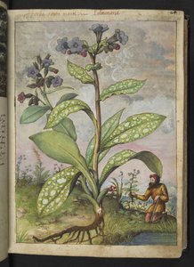Pulmonaria officinalis, uit 