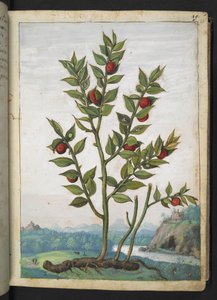 Ruscus aculeatus: Een plant met rode bessen, uit "Schilderijen van Flora van de Romeinse Staten" door Gherardo Cibo