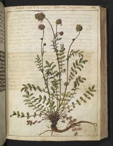 Sanguisorba minor, uit "Schilderijen van Flora van de Romeinse Staten" door Gherardo Cibo door Gherardo Cibo